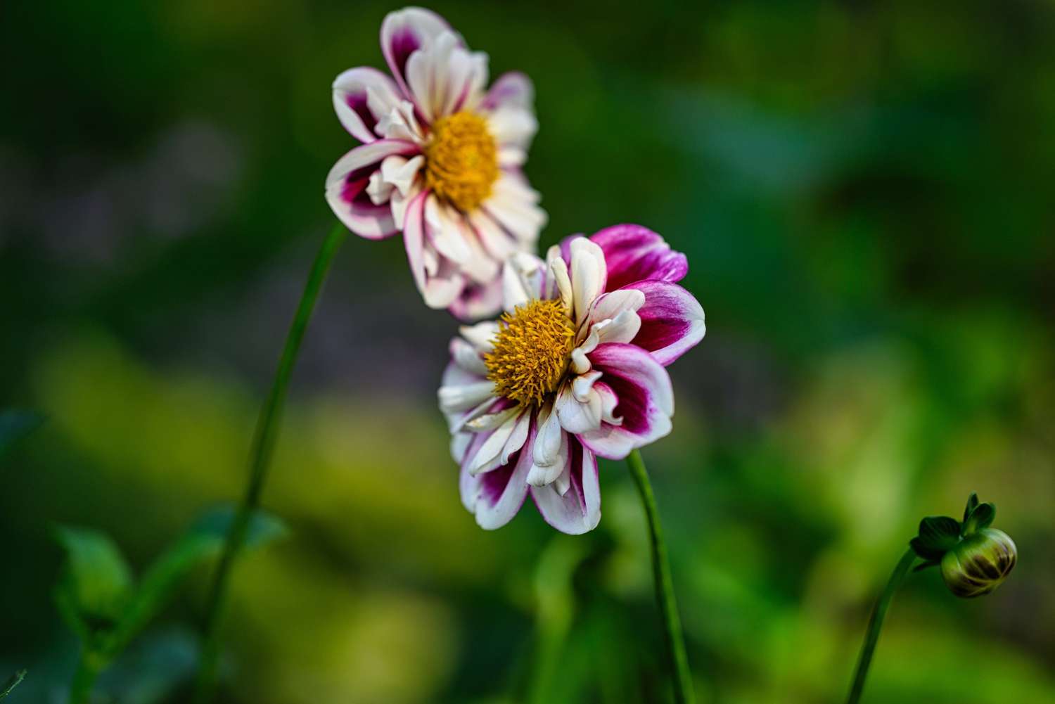 Daalia 'Bumble Rumble'